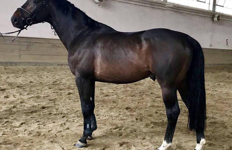 EMERALD DEL COLLE (°2014, S.F., Diamant de Semilly/Quidam de Revel)