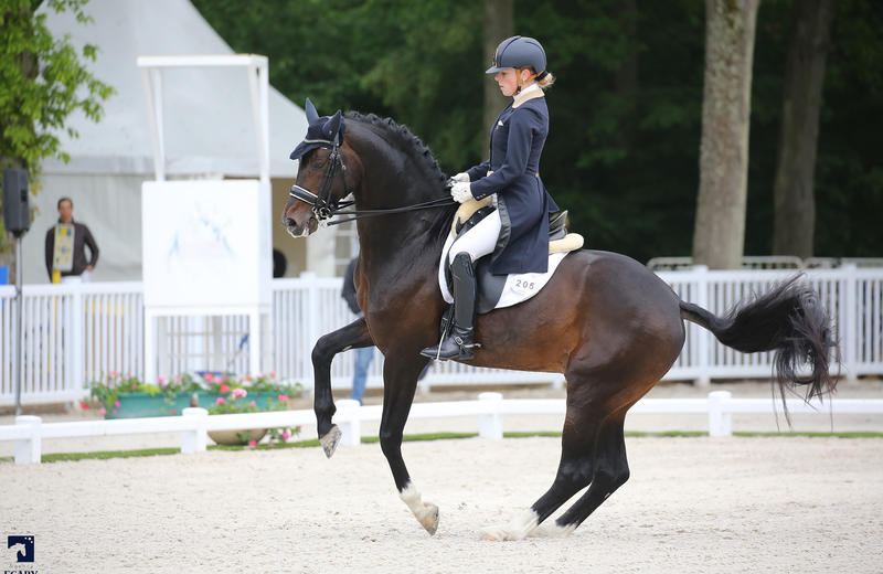 BAILAMOS BIOLLEY (Sir Donnerhall/Florestan-I - naisseur: B. de Biolley à B-2590 Berlaar) (photo (c) Ecary)