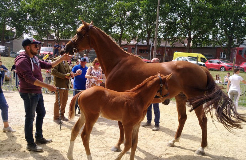 ICOOK DU GLEURY (Castronom Z/Le Tot de Semilly – naisseurs: G.&Fl. Doem-Bottriaux à B-7011 Ghlin) accompagnée de sa pouliche par Hocus Pocus de Messitert (photo (c) A-F Fabry)