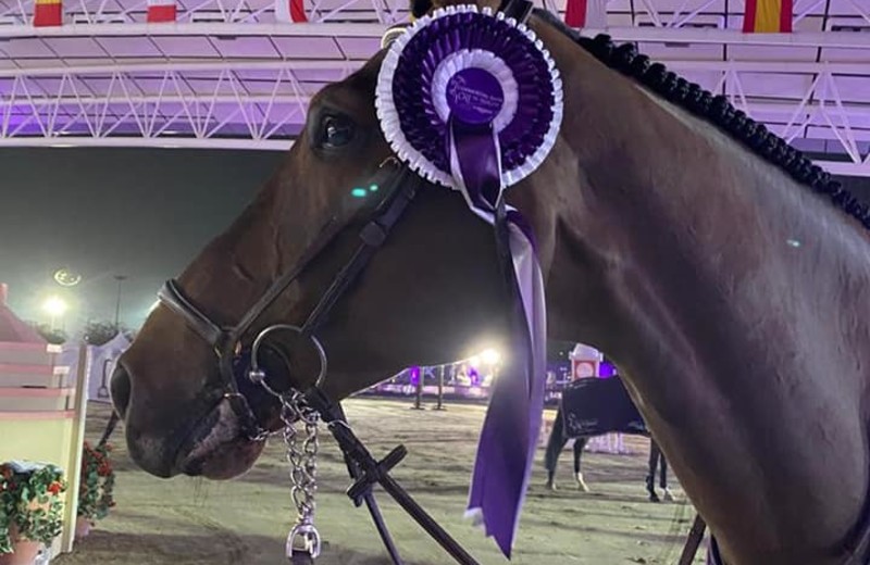 DELUX VAN T&L (Toulon x Landetto), sous la selle du cavalier belge Niels Bruynseels, 3ème du GP 1.60m du CSI5* de Doha (Qatar) ce 27 février 2021