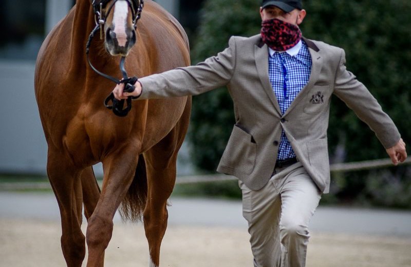 Miroslav Trunda (CZE) and Ideal Coeur de la Licorne. Photo by Tilly Berendt.