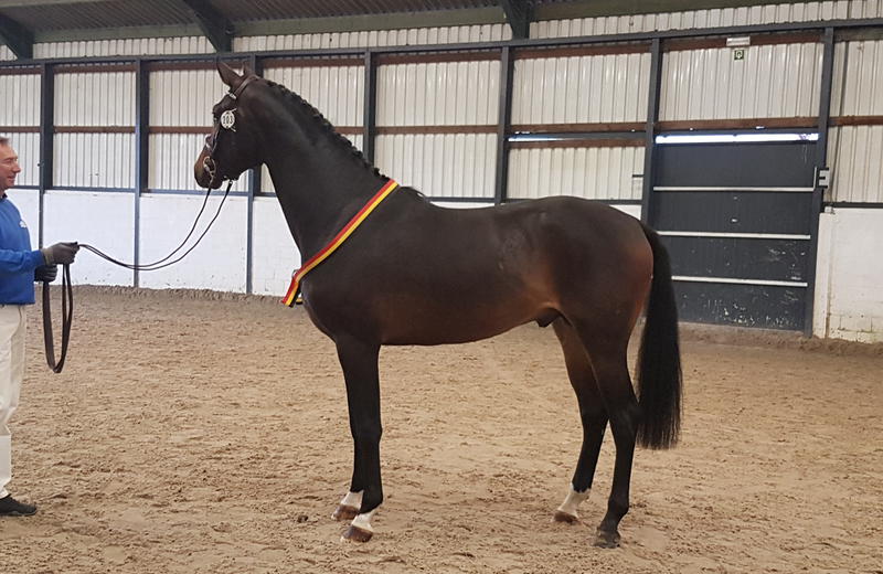 Firenze (HANN, Finest/Ricardos) présenté par Olivier Creed à 1440 Braine-le-Château, champion de Belgique des 2 ans
