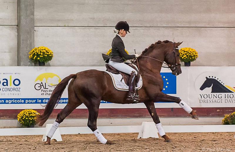 FIRST-STEP VALENTIN (Vitalis/Fidermark), étalon approuvé à la monte par le SBS, sous la selle de Larissa Pauluis