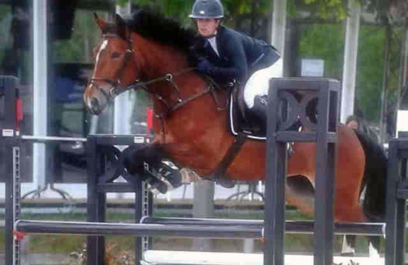 GLORY D’HARDUÉMONT (Gangster de Longchamps/Feliciano – naisseurs:  J-P & P. Lekane-Henrard à B-4357 Haneffe)