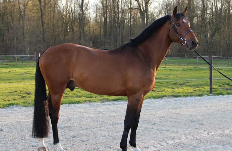 HORTUS D’HOOGPOORT (Diamant de Semilly x Acorado) s'est récemment classé 5ème du GP 1.45m au CSI2* de Lier (photo: Haras d'Hoogpoort)