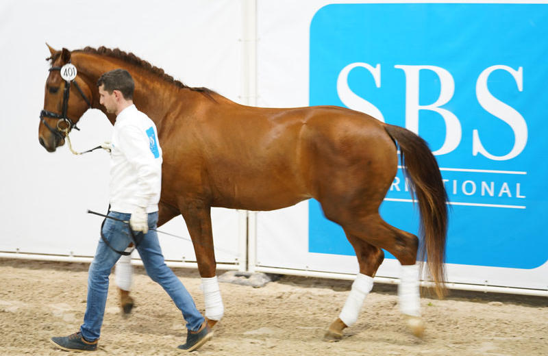 IRON MAN VA (SBS, °2014, Bailamos Biolley/Jazz – dressage)