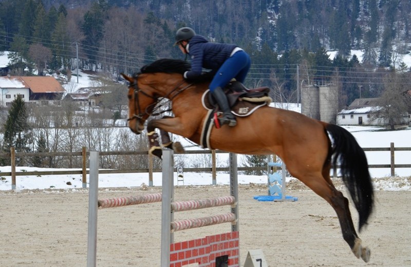 Vendue à la famille Geiser en Suisse, ISIS DE LA HAIE R.O.+ tourne en international depuis 2020 sous Johanne Hermann, dans le but qu’Audrey Geiser, cavalière 5*, puisse l’intégrer dans son piquet.