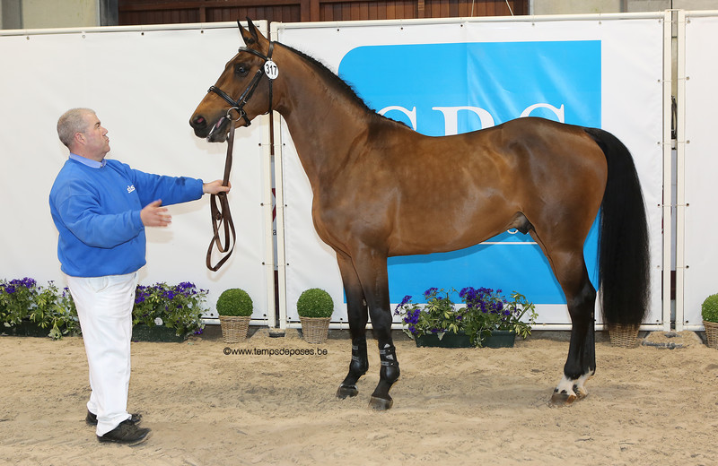 JALOUBET DES PEUPLIERS (Baloubet du Rouet/Verdi – naisseur: C. Meunier à B-6238 Luttre) à l'International Selection Show 2018 (photo (c) Studio Temps de Poses)