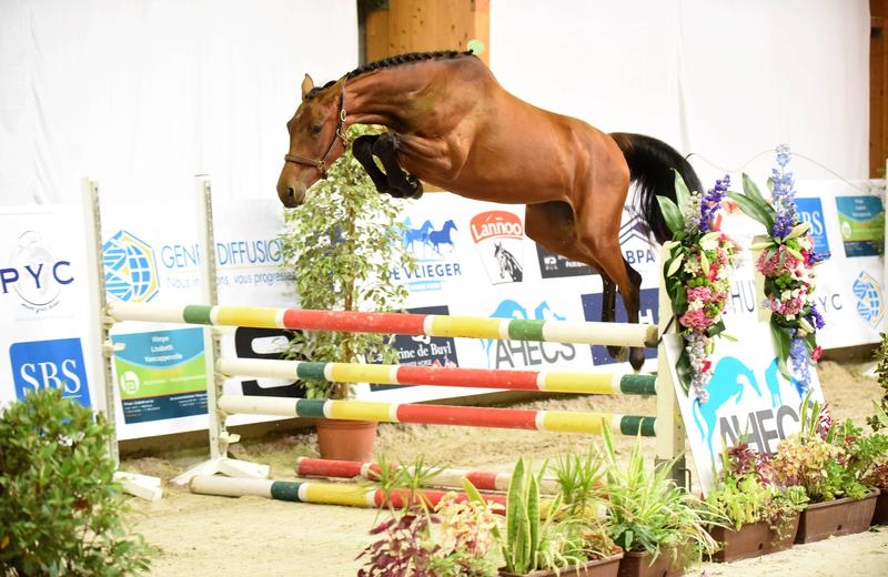  JUNGLE BEE D’EEL (Castronom Z/Chellano Z – naisseur: L. Vandekerckhove à B-9600 Renaix) solidement installée en tête des 2 ans (photo (c) Photo Evénement)
