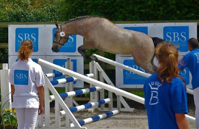  JUST A DREAM DE SARTY (Upper Ice Granit/Ultra-Top de la Haie - naisseurs: J. Copper & J-C. Dilbeck)