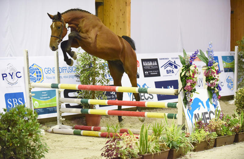JUST BOY DU SEIGNEUR (Boyfriend du Seigneur/Aganix du Seigneur – naisseur: La Ferme du Seigneur à B-7987 Honnelles) (photo (c) Photo Evénement)