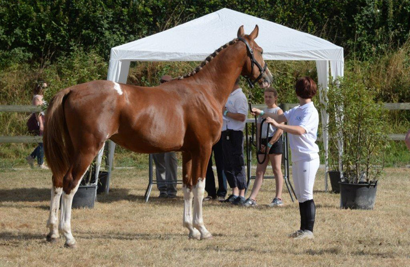 LINGOT D’OR DE LA PETITE HUNELLE (© Photo Evenement)