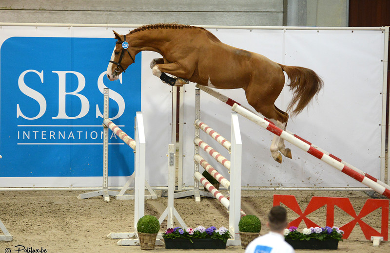LINGOT D'OR DE LA PETITE HUNELLE (Greco Sitte x Rexar du Houssoit), étalon SBS approuvé en 2020 (c) Polilux
