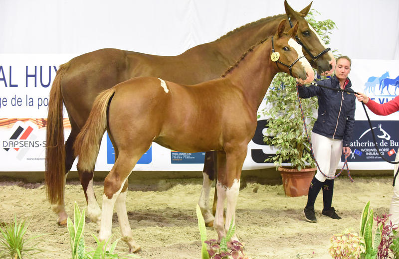 LINGOT D’OR DE LA PETITE HUNELLE (Greco Sitte/Rexar du Houssoit – naisseur: J. Deplus à B-7332 Neufmaison) (photo (c) Photo Evénement)