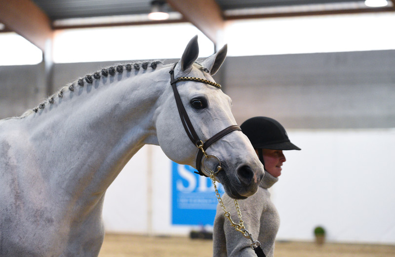 Moment d’émotion avec la présentation et la mise à l’honneur de MJT NEVADOS S, champion d’Europe et médaillé olympique (Photo Evenement)