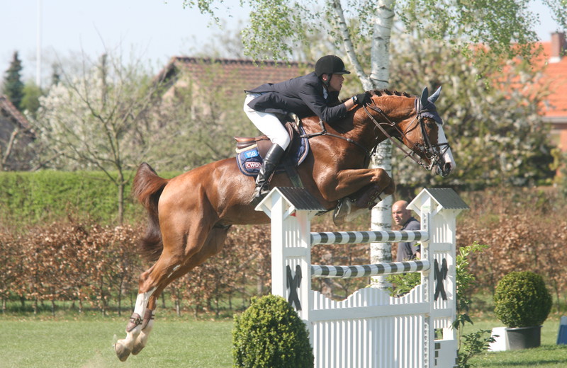 OGANO SITTE (Darco/Avontuur - naisseur: Horse of Belgium à B-7904 Pipaix), étalon approuvé à la monte par le SBS (photo archives)