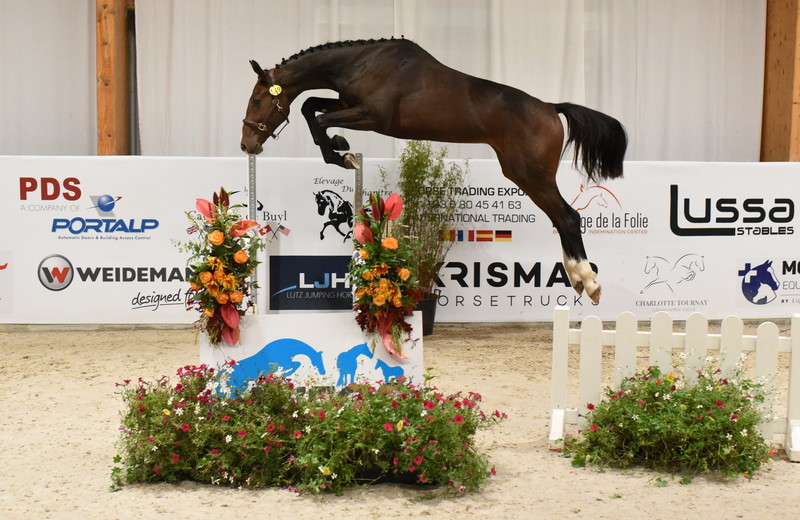 Le SBS OSWALD D'HOLLAYE (Grandorado TN x Dollar de Fremis) se classe 4ème chez les 2 ans (Photo Evenement) 