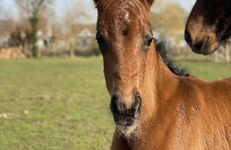 PARRAMATTA VAN VILLA VOGELENZANG (First-Step Valentin x Sancisco) est née ce 1er mars 2021 