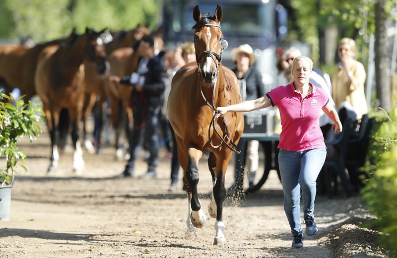 VERYBELLE DU SEIGNEUR (E.O.) (alias OAK GROVE’S HEARTFELT - Heartbreaker/Rubens du Ri d’Asse – naisseur: La Ferme du Seigneur à B-7387 Honnelles) (photo © LGCT/S.Grasso)