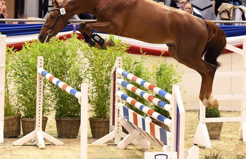 Le Champion de l’expertise des étalons 2020 du Holsteiner Verband:  Vigado (Vigo d’Arsouilles x Quo Vados I) (photo: Holsteiner Verband/Bugtrup)