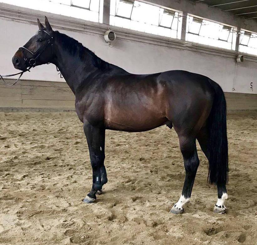 EMERALD DEL COLLE (°2014, S.F., Diamant de Semilly/Quidam de Revel)