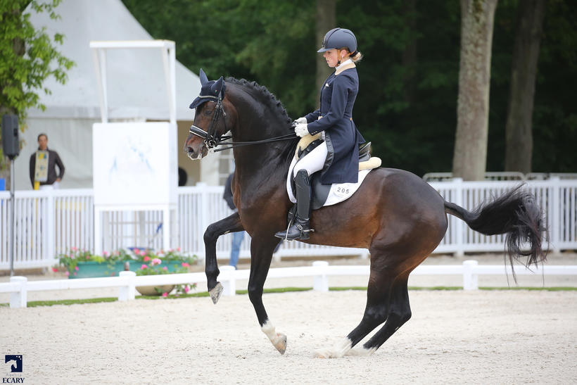 BAILAMOS BIOLLEY (Sir Donnerhall/Florestan I), étalon inscrit à la naissance et approuvé à la monte par le SBS, monté par Katrien Verreet