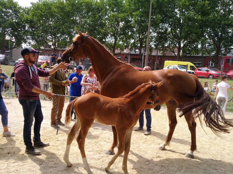 ICOOK DU GLEURY (Castronom Z/Le Tot de Semilly – naisseurs: G.&Fl. Doem-Bottriaux à B-7011 Ghlin) accompagnée de sa pouliche par Hocus Pocus de Messitert (photo (c) A-F Fabry)