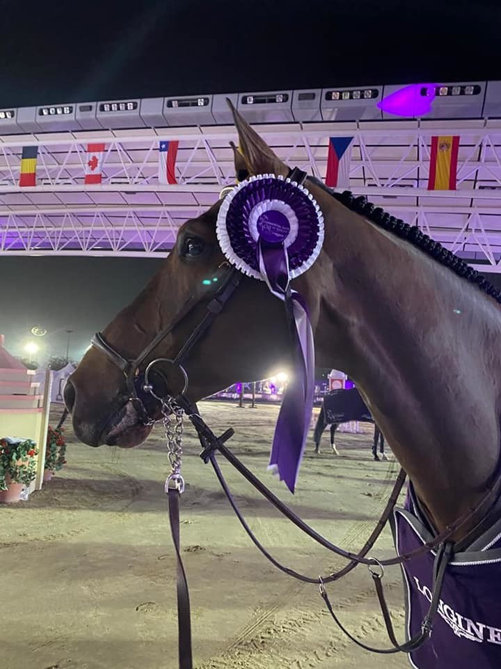 DELUX VAN T&L (Toulon x Landetto), sous la selle du cavalier belge Niels Bruynseels, 3ème du GP 1.60m du CSI5* de Doha (Qatar) ce 27 février 2021