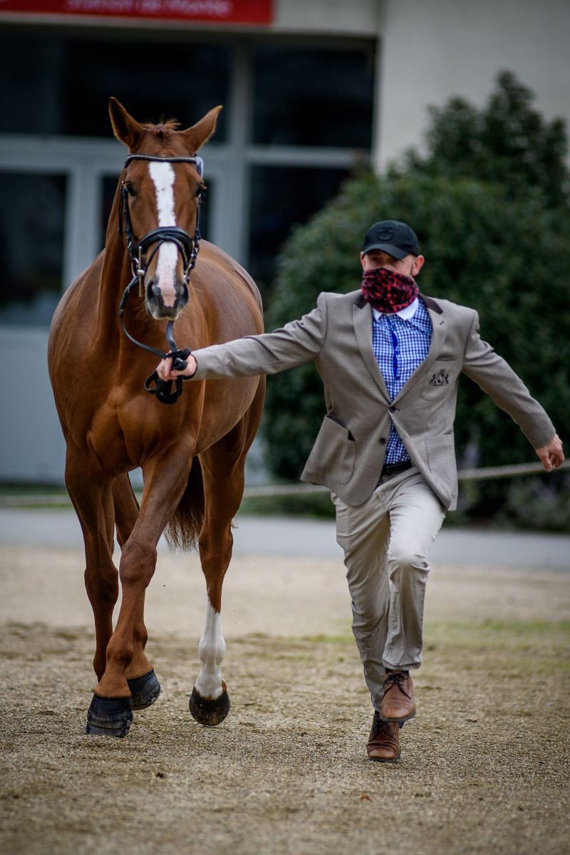 Miroslav Trunda (CZE) and Ideal Coeur de la Licorne. Photo by Tilly Berendt.