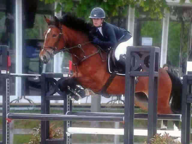 GLORY D’HARDUÉMONT (Gangster de Longchamps/Feliciano – naisseurs:  J-P & P. Lekane-Henrard à B-4357 Haneffe)