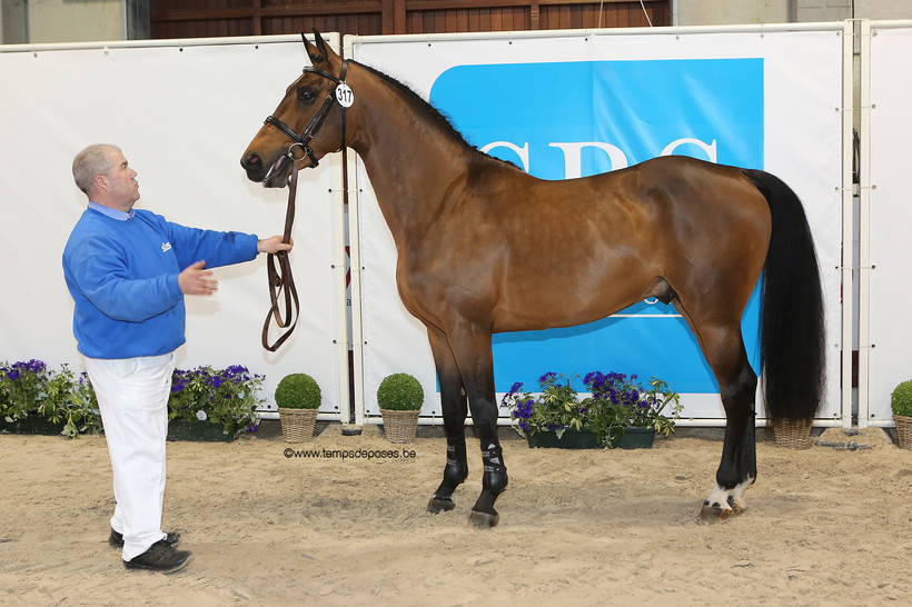 JALOUBET DES PEUPLIERS (Baloubet du Rouet/Verdi – naisseur: C. Meunier à B-6238 Luttre) à l'International Selection Show 2018 (photo (c) Studio Temps de Poses)