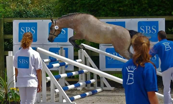  JUST A DREAM DE SARTY (Upper Ice Granit/Ultra-Top de la Haie - naisseurs: J. Copper & J-C. Dilbeck)