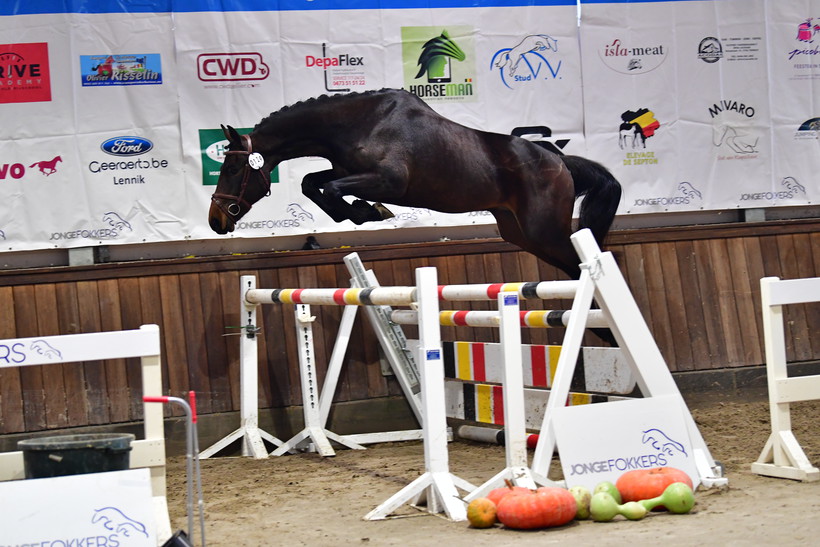 KILIMANDJARO D’EEL (Peppermill/Baltik Sitte – naisseur: L. Vandekerckhove à B-7950 Ladeuze) (photo (c) Paardenfotograaf)