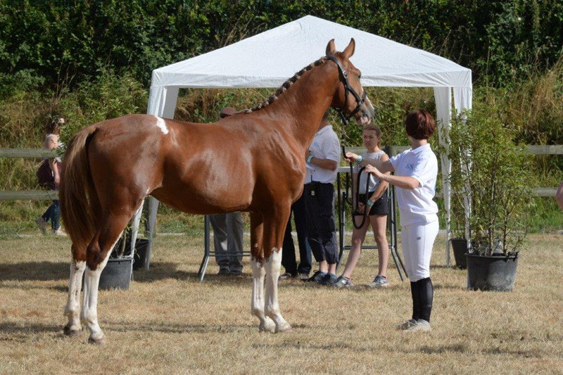 LINGOT D’OR DE LA PETITE HUNELLE (© Photo Evenement)