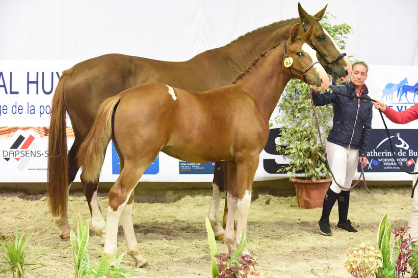 LINGOT D’OR DE LA PETITE HUNELLE (Greco Sitte/Rexar du Houssoit – naisseur: J. Deplus à B-7332 Neufmaison) (photo (c) Photo Evénement)