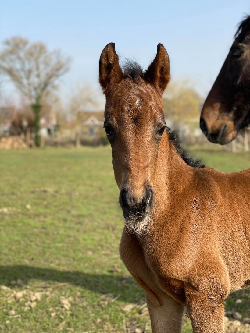 PARRAMATTA VAN VILLA VOGELENZANG (First-Step Valentin x Sancisco) est née ce 1er mars 2021